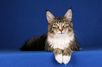 lying Maine Coon