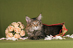 young Maine Coon