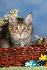young Maine Coon at Easter
