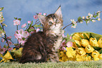 Maine Coon kitten