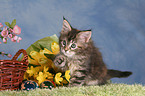 Maine Coon kitten