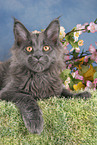 young Maine Coon