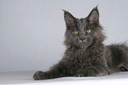 young Maine Coon