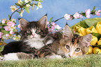 Maine Coon Kitten