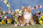 Maine Coon Kitten