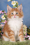 Maine Coon Kitten