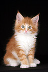 Maine Coon Kitten