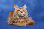 Maine Coon