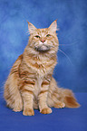 Maine Coon