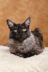 Maine Coon