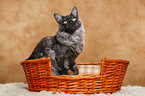 Maine Coon