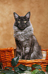 Maine Coon