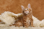 Maine Coon Kitten