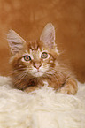 Maine Coon Kitten