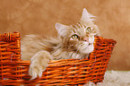 Maine Coon in basket