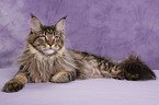 Maine Coon