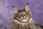 Maine Coon Portrait