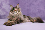 Maine Coon