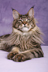 Maine Coon