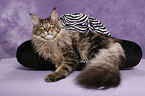 Maine Coon on cat bed