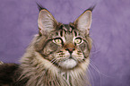 Maine Coon