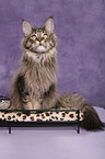 Maine Coon