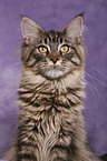 Maine Coon