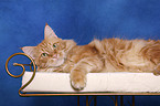 Maine Coon