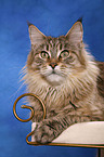 lying Maine Coon