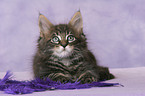 Maine Coon Kitten