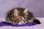 Maine Coon Kitten