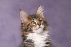 Maine Coon Kitten