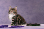 Maine Coon Kitten