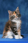 Maine Coon Kitten