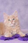 Maine Coon Kitten