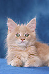 Maine Coon Kitten