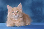 Maine Coon Kitten