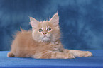 Maine Coon Kitten