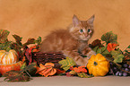 Maine Coon Kitten