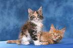 2 Maine Coon Kitten