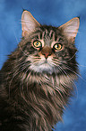 Maine Coon Portrait