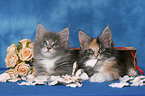 Maine Coon kitten