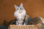 sitting Maine Coon