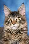 young Maine Coon tomcat