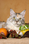 Maine Coon Portrait