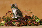 Maine Coon Kitten on bench