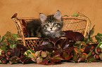 Maine Coon Kitten on bench