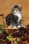 Maine Coon Kitten on bench