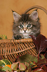 Maine Coon kitten in basket