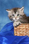 Maine Coon kitten in basket